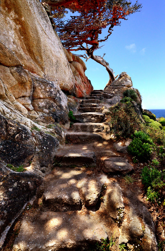 Point Lobos Steps