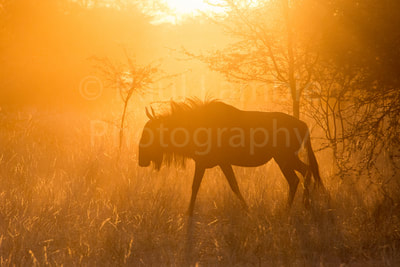 Wildebeest Sunrise